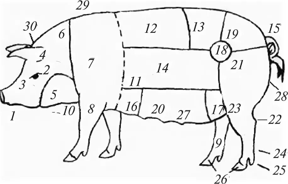 Области тела свиньи. Стати свиньи. Промеры свиней. Строение свиньи. Оценка свиней