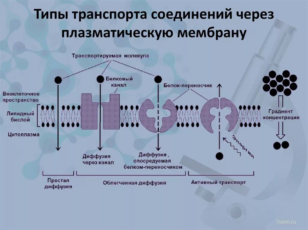 Какие вещества участвуют в транспорте веществ. Типы транспорта соединений через плазматическую мембрану. Схема активного транспорта веществ через мембрану. Виды транспортных веществ через клеточную мембрану. Механизмы пассивного транспорта через плазматическую мембрану.