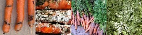 Почему гниет морковь в погребе