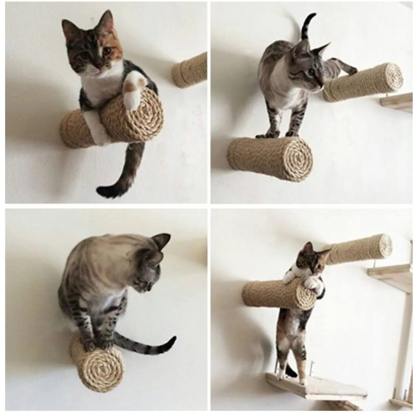 Как сделать котенка домашним