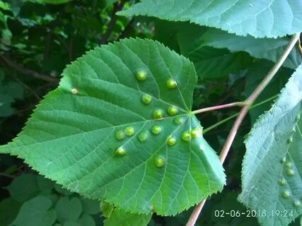 Черные листья липы