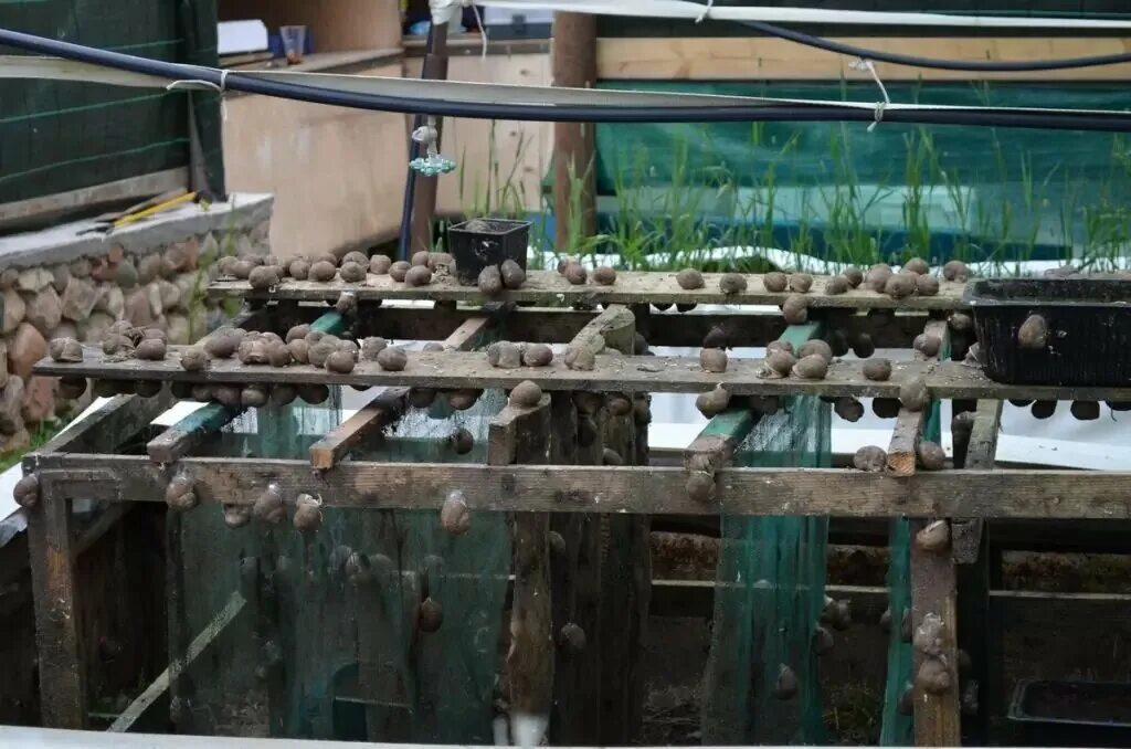 Улиточная ферма виноградных улиток. Улиточная ферма анапа. Вольер для виноградных улиток. Улиточная ферма самара. Экодеревушка улиточная ферма.