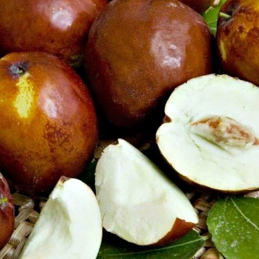 Унаби зизифус. Зизифус красный финик. Унаби зизифус. Финик унаби. Финик унаби зизифус.