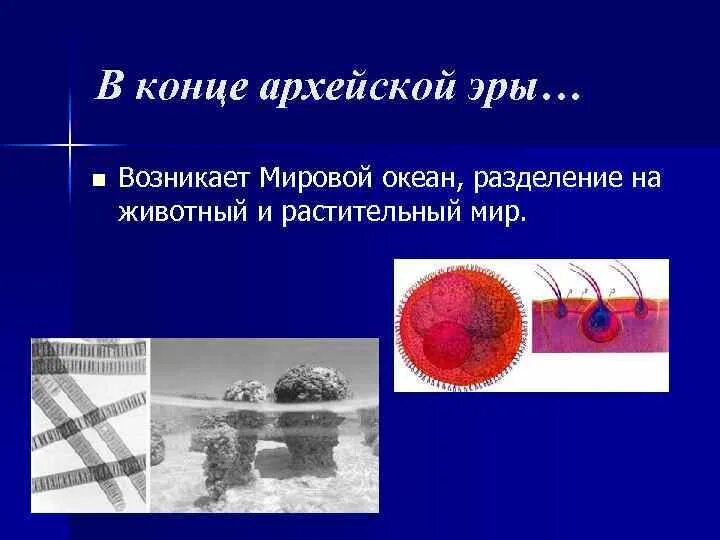 Архейская эра животный мир. Эра архей растительный и животный мир. архейская эра мир животных. растительный и животный мир портейзской эры. архейская эра растительный.