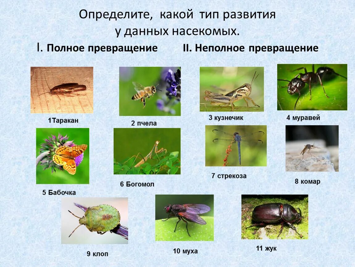 Типы развития насекомых. Определите Тип развития насекомых. Полное и неполное развитие насекомых. Эволюция насекомых.