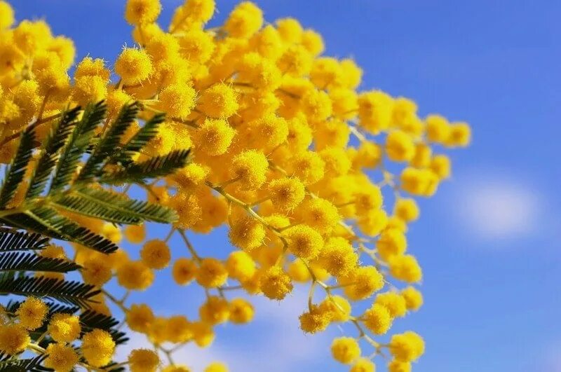 Мимоза сухоцвет. Мимоза тюльпаны верба. Букет мимозы. Март мимоза. Мимоза цветет.