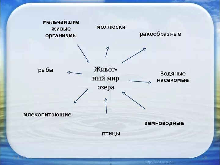 Природное сообщество озеро 5 класс биология. Природное сообщество озера презентация. Природное сообщество озеро доклад. Природное сообщество озеро 3 класс доклад. Сообщество озеро.