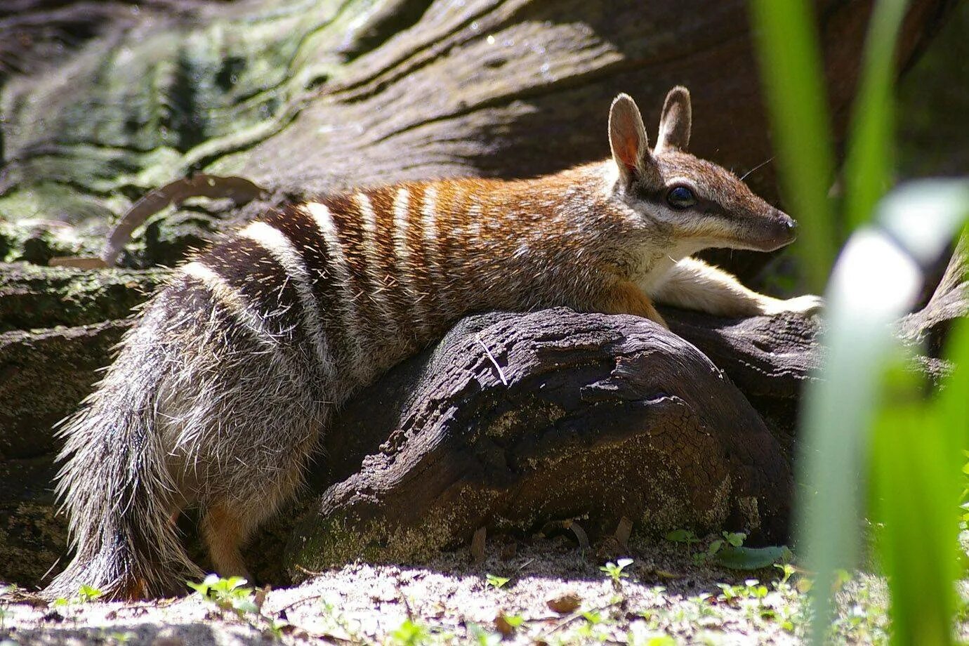 Муравьед намбат. Сумчатый муравьед. Сумчатый муравей намбад. Сумчатый муравьед австралии. Муравьед намбат.
