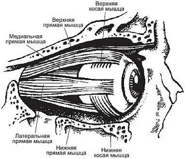 Верхняя косая