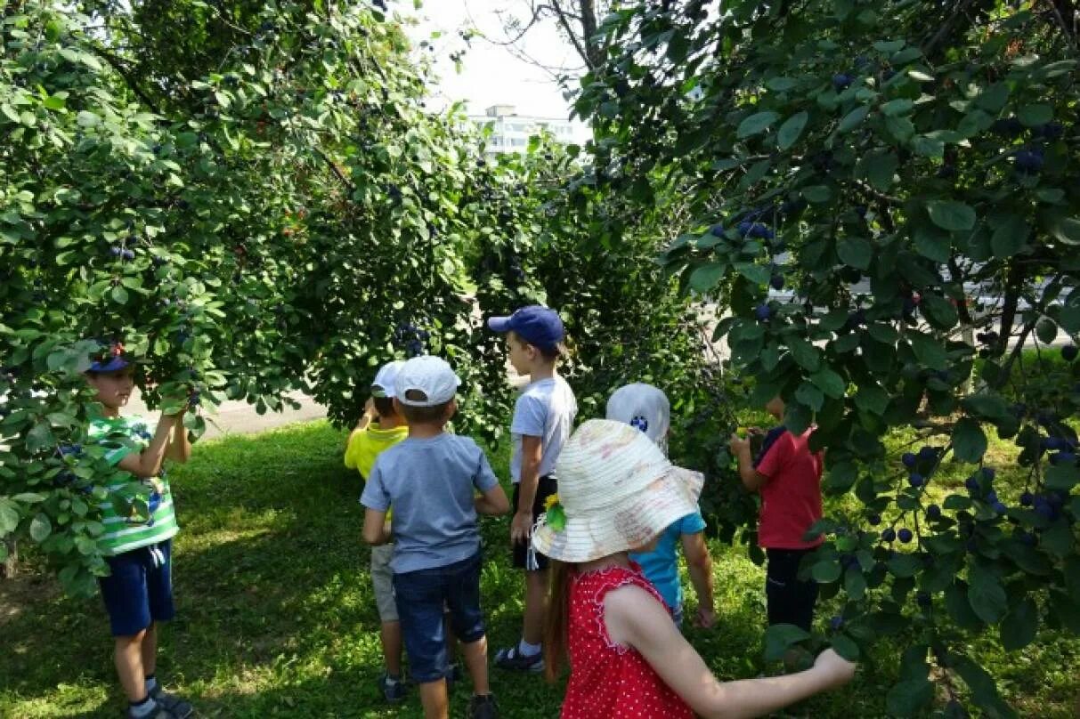 Прогулка с детьми в старшей. Наблюдение в саду летом. Наблюдение за природой в детском саду. Наблюдение за природой на прогулке. Наблюдение в детском саду на прогулке.