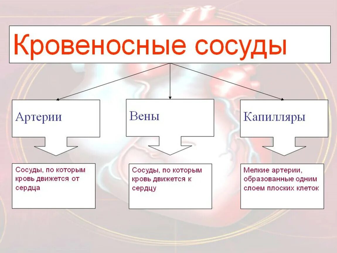 Основные органы кровообращения. Виды кровеносных сосудов. Кровеносные сосуды схема. Кровеносные сосуды киды. Функции системы кровообращения человека.