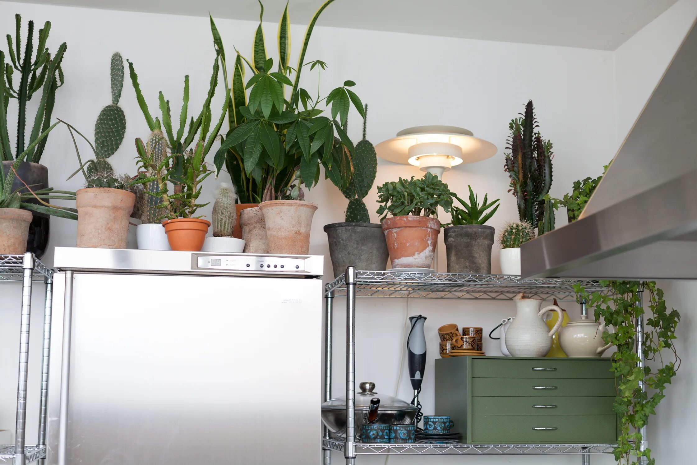 Комнатные растения на шкафах. Комнатные цветы на кухне. Живые цветы в интерьере кухни. Растения в интерьере кухни. Комнатные растения в интерьере кухни.