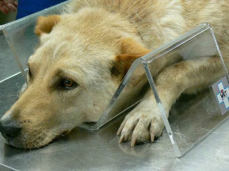 учебное пособие ветеринар. стоматология животных. латинский учебник. ветеринар. латынь в анатомии домашних животных.