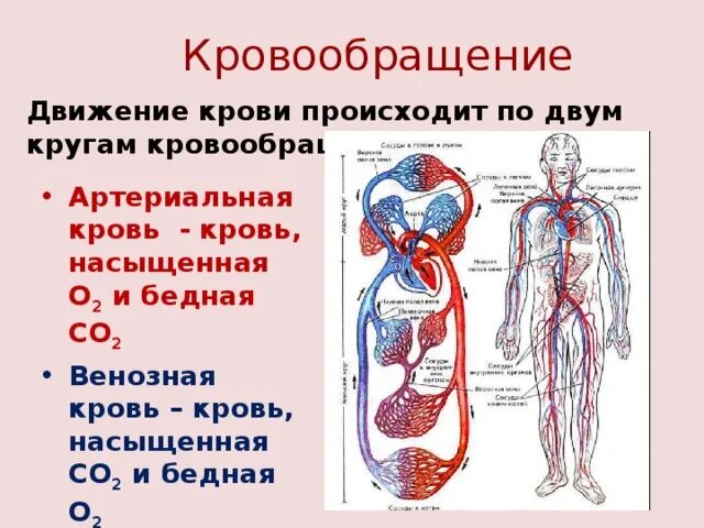 Чем отличается артериальная. Кровеносная система с венозной и артериальной кровью. артериальная кровь насыщается со2 в. артериальная система кровообращения человека. венозная система кровообращения человека.