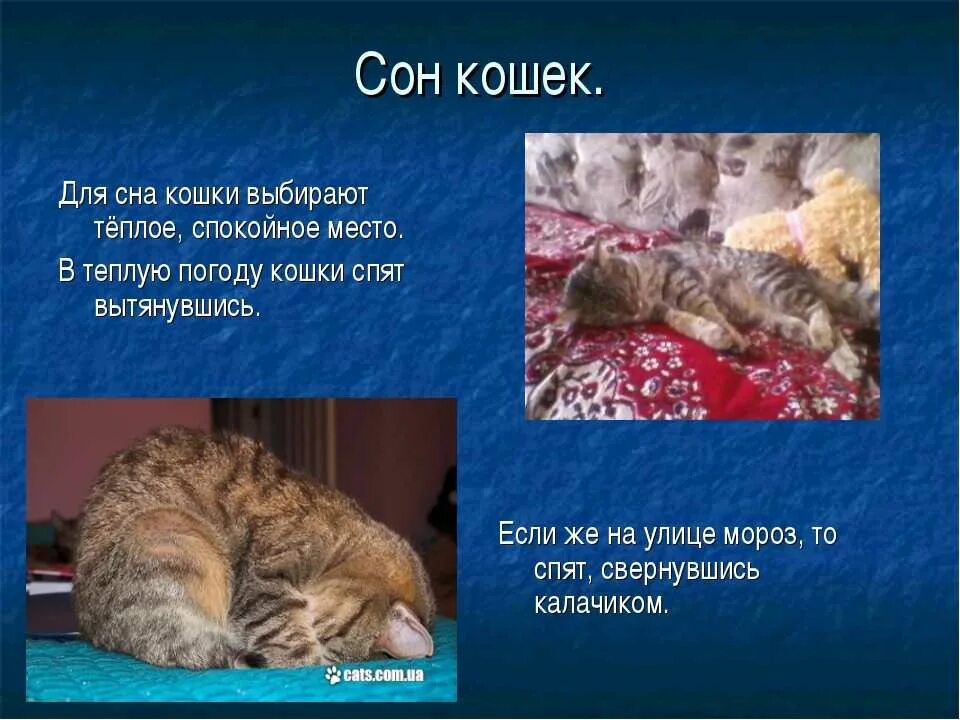 Сообщение о домашнем животном кошка. Презентация про кошек. проект на тему кошки. доклад про домашних кошек. домашняя кошка презентация.