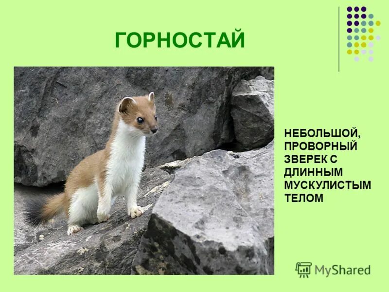 проект разнообразие природы алтайского края. животные алтайского края презентация. сообщение о животном мире алтайского края. животные алтайского края презентация. лось размеры.