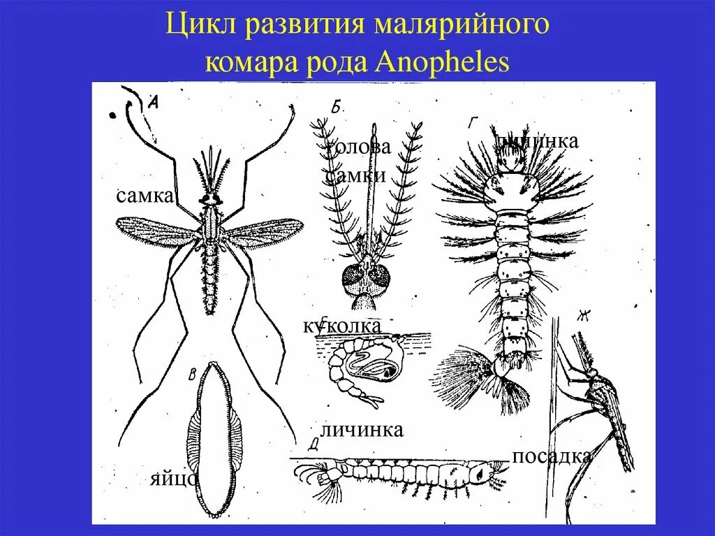 Какое развитие у малярийного комара. Жизненный цикл малярийного комара схема. Куколки комаров рода Anopheles. Куколка и личинка малярийного комара. Личинки комаров рода анофелес.