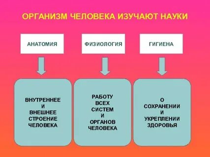 Наука о теле 8 букв