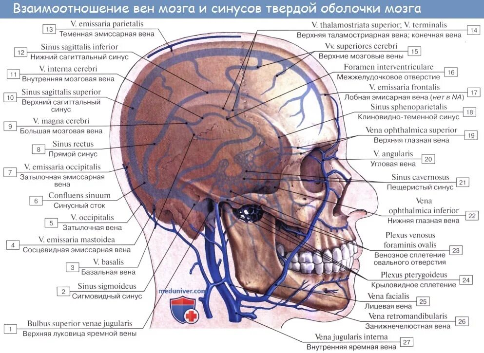 Вены головного мозга. Венозные синусы черепа анатомия. Эмиссарные вены головы. Вены лица и твердой мозговой оболочки. Венозные синусы головного мозга анатомия.