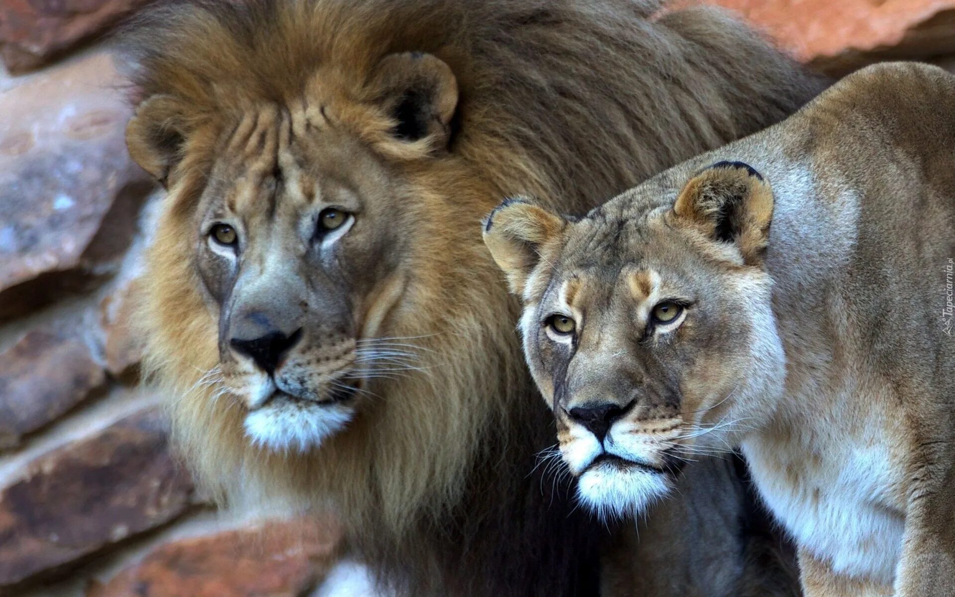 Парные обои лев и львица. Пума кугуар горный лев самец. Семья львов любовь. Спаривание пум. Пара животных любовь.
