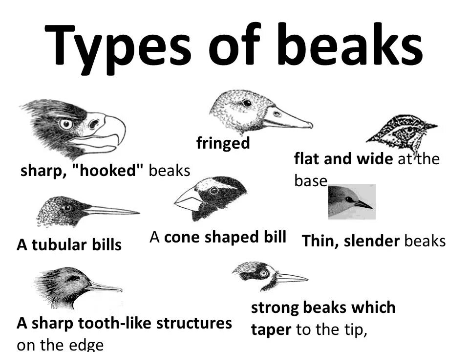 Beak vs Bill. Bill клюв. Types of Birds. Beak англ.