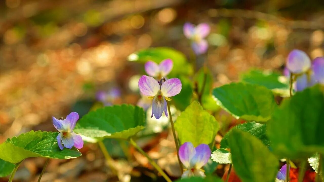 Лесные фиалки. Фиалка лесная фиалка. Фиалка saintpaulia. Узамбарская фиалка в дикой природе. Фиалка лесная фиалка.