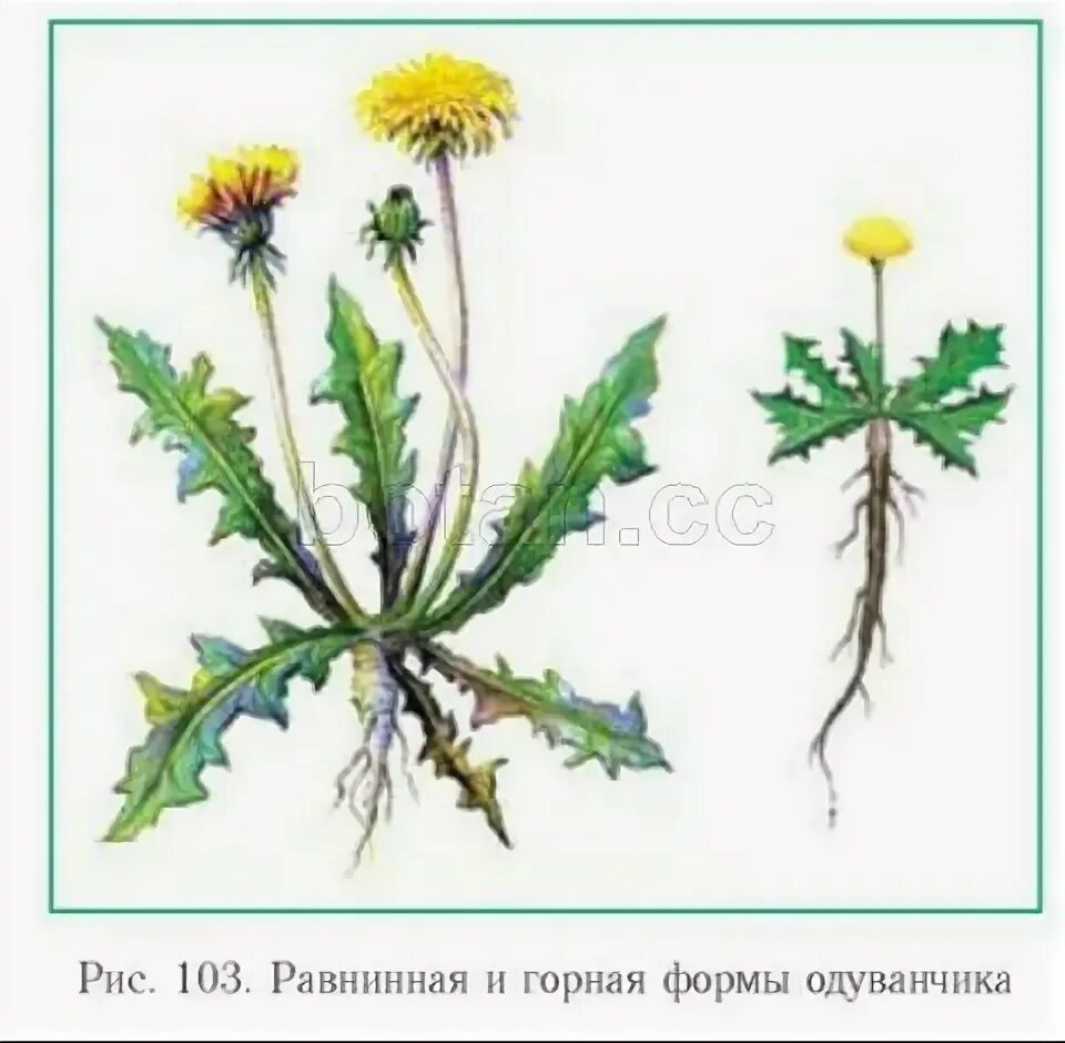 Модификационная изменчивость одуванчика. Ненаследственная изменчивость одуванчик. Горный одуванчик и Равнинный. Фенотипическая изменчивость одуванчика. Сходства одуванчика