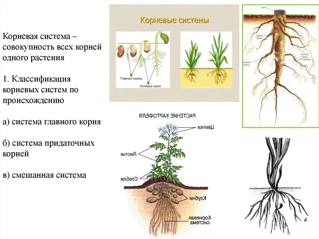 Корневая добавить. Классификация корневых систем. Смешанный Тип корневой системы. Смешанная ккорневаясистема. Растения по корневой системе.