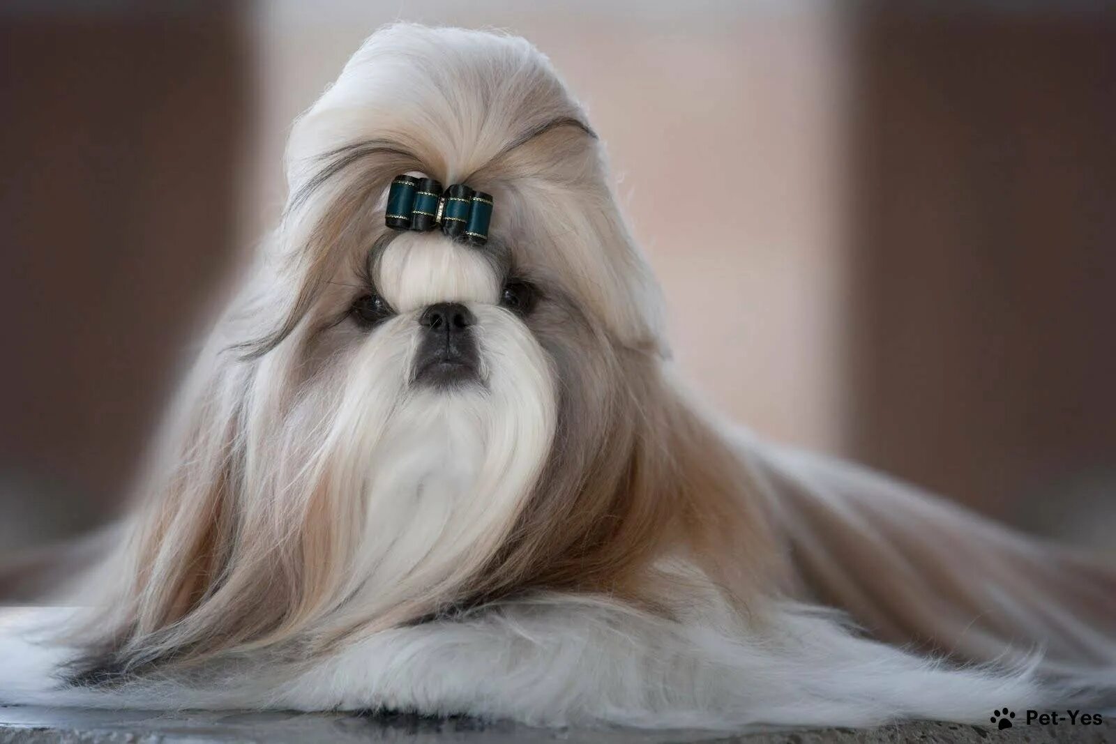 Порода собак ши-тцу. Порода собак ши тцу фото описание. Собачка ши тцу. Ши тцу порода. Порода собак ши тцу фото описание.