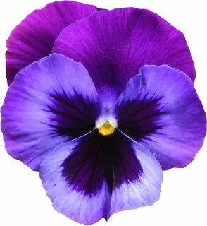 Violet s