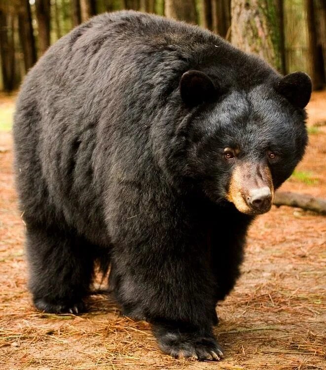 Урсус американус медведь. Какие медведи обитают в америке. Барибал северной америки. Американский медведь гризли. Медведь гризли черный.