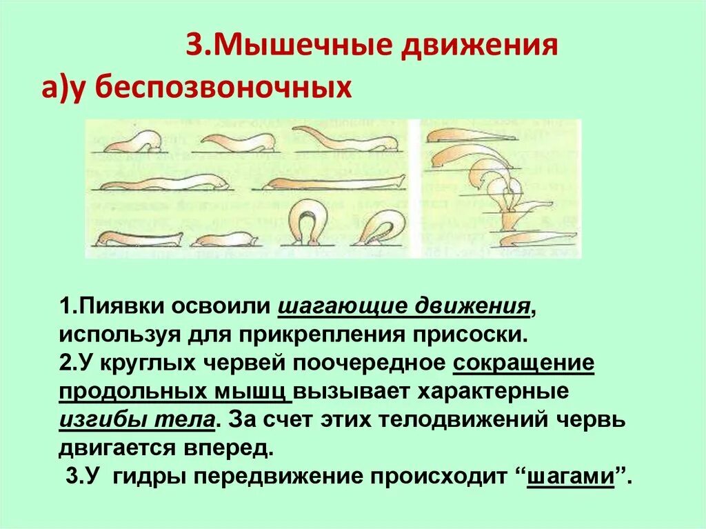 Какие движения происходят. Способы движения организмов биология. Способ передвижения зверей. Способы передвижения беспозвоночных. Движение организмов презентация.