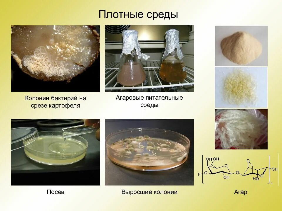 Как приготовить питательную среду