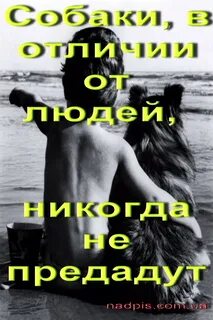 Картинка предан тебе