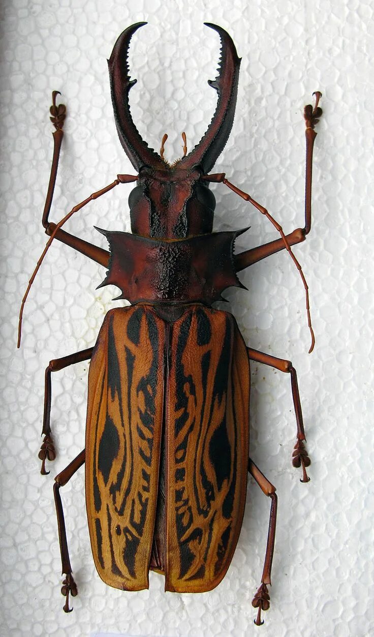 Жук рогач. Жук-олень (lucanus cervus). Австралийский жук больбоцерус. Жук-олень (lucanus cervus). Жук рогач черный.