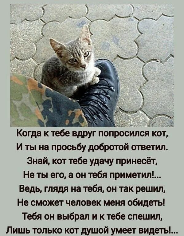 А знаешь кот. Когда к тебе вдруг попросился кот. знаешь кот. котик с прошением.