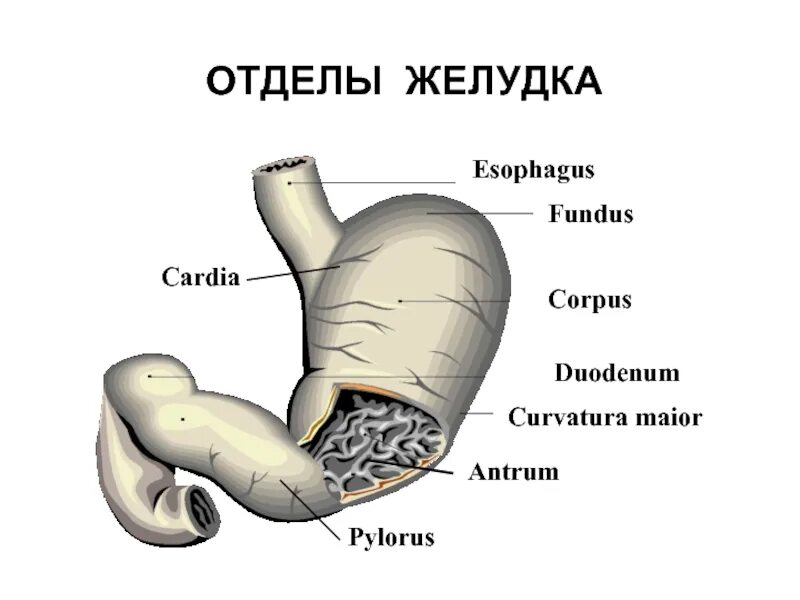 Антральная часть желудка. Антральный и фундальный отдел желудка. Фундальный отдел желудка. Перечислите отделы желудка.