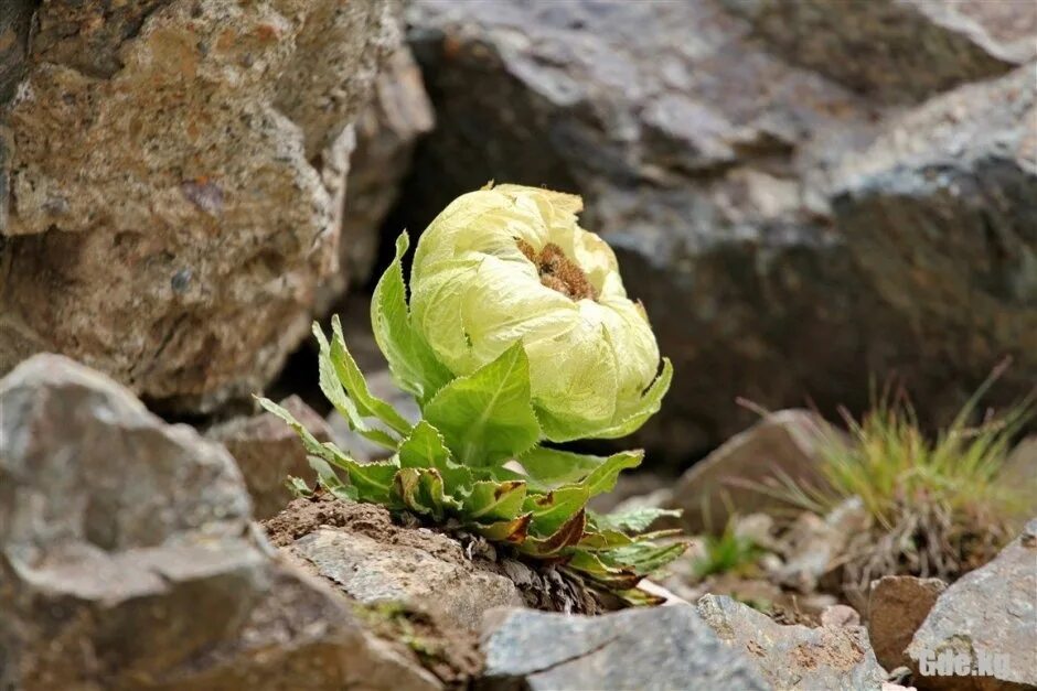 Химкамал снежный лотос. Пион древовидный молочноцветковый. Соссюрея обернутая снежный лотос. Соссюрея снежный лотос. Снежный лотос.