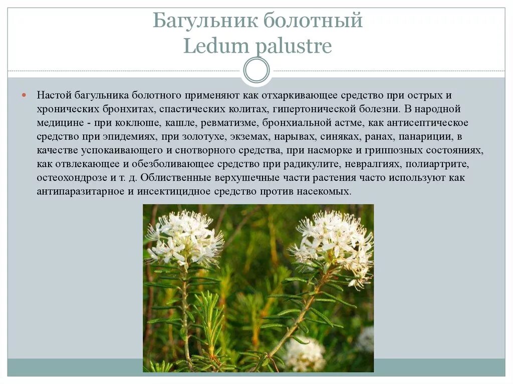 Багульник болотный. Багульник (Ledum palustre). Багульник болотный Сибирский. Багульник болотный плоды.