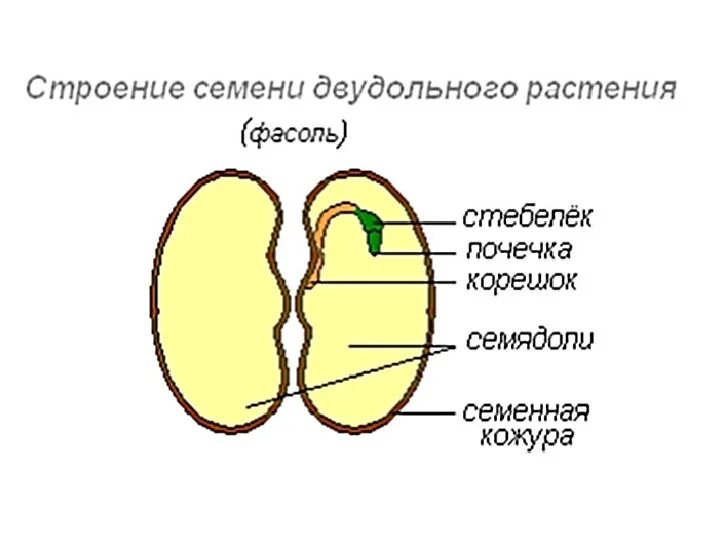 Строение семени покрытосеменных растений. Строение семени двудольного растения фасоли и однодольное. Строение двудольного растения фасоли. Строение семян однодольных растений фасоль рисунок.