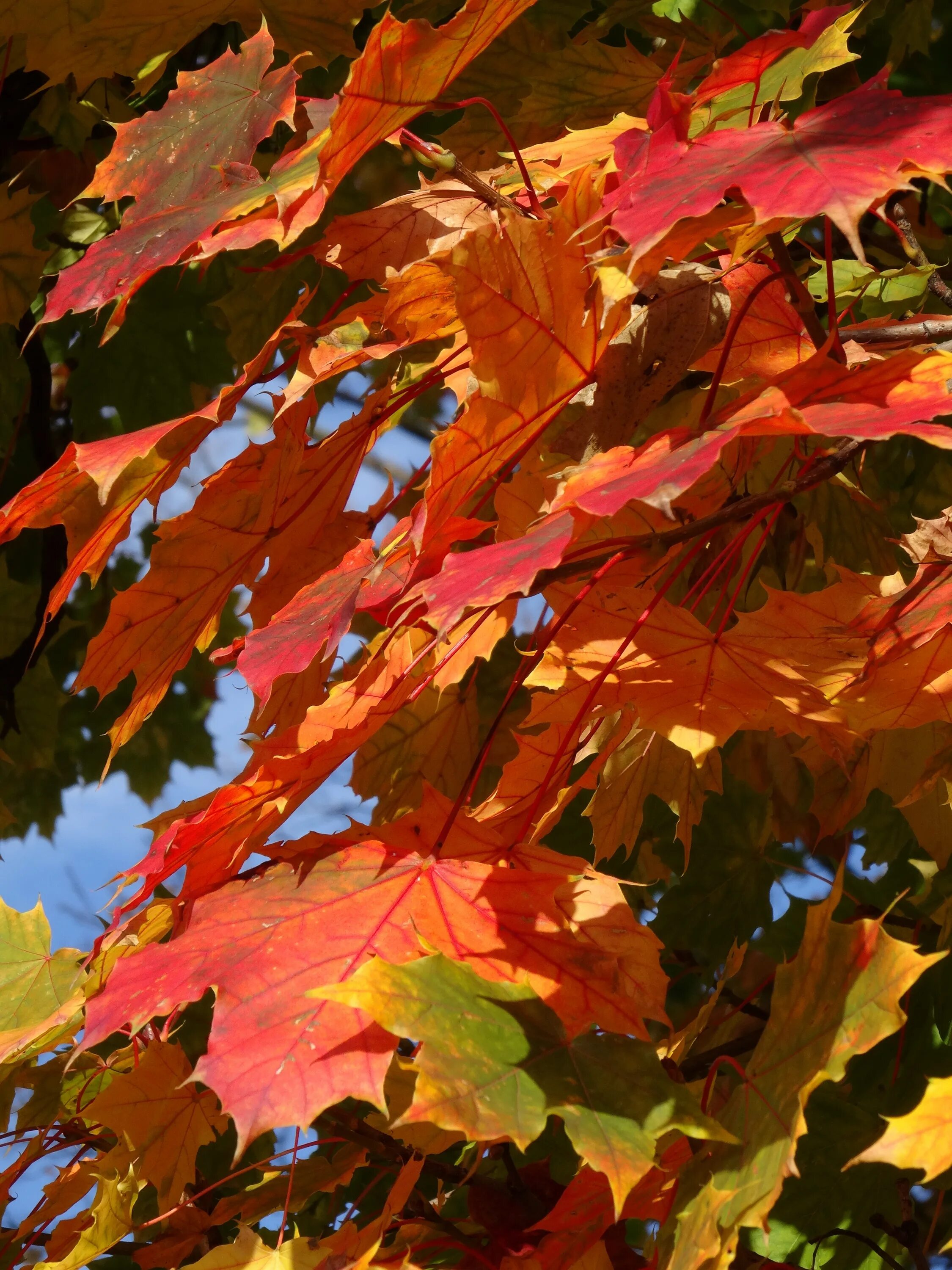Лист осенний золотист. Разноцветные листья. Осень листья. Осенняя листва. Яркие красивые осенние листья.