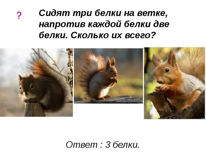 Орехи для белки. Обыкновенная белка с бельчатами. Белка с бельчатами в лесу для детей. Каждому белку а и б соответствует. Белка с бельчатами.