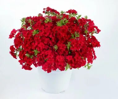 Ампельные гвоздики уход
