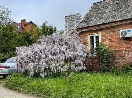 Глициния краснодар