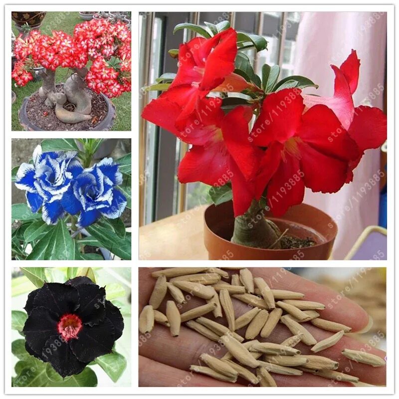 семена адениума обесум. адениум суккулент. семена адениума обесум. семена адениум обесум mix. адениум микс семена.