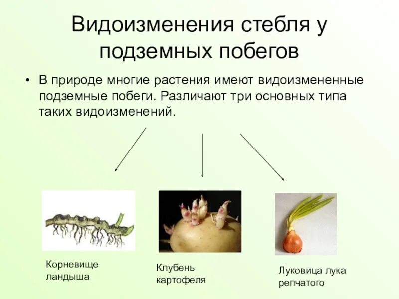 Подземные видоизменения стебля. Видоизменения подземных побегов 6 класс биология. Виды изменения стебля у подземных побегов.