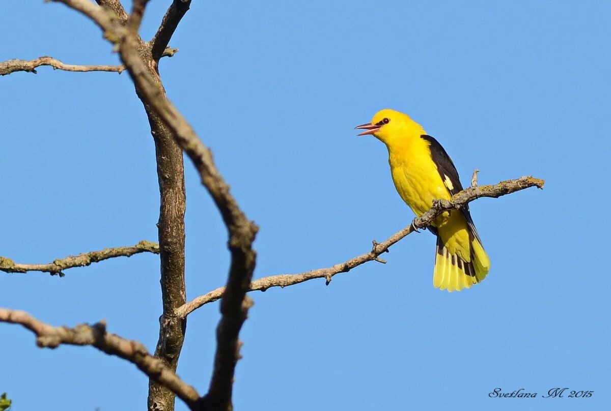 Иволга птица. К какому отряду птиц относится иволга. Обыкновенная иволга перелетная птица. Малиновогрудая иволга. Иволга птица гнездо.