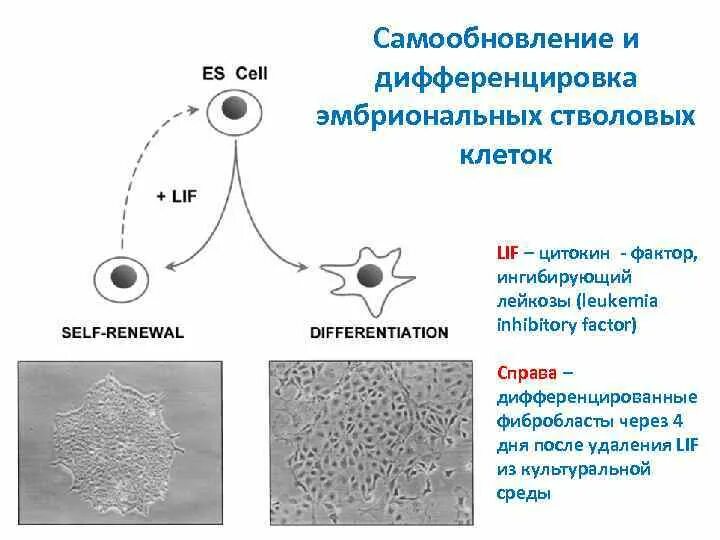 4 дифференцировка клеток. Дифференцировка стволовых клеток. свойства стволовых клеток. самообновление стволовых клеток. виды эмбриональных стволовых клеток.