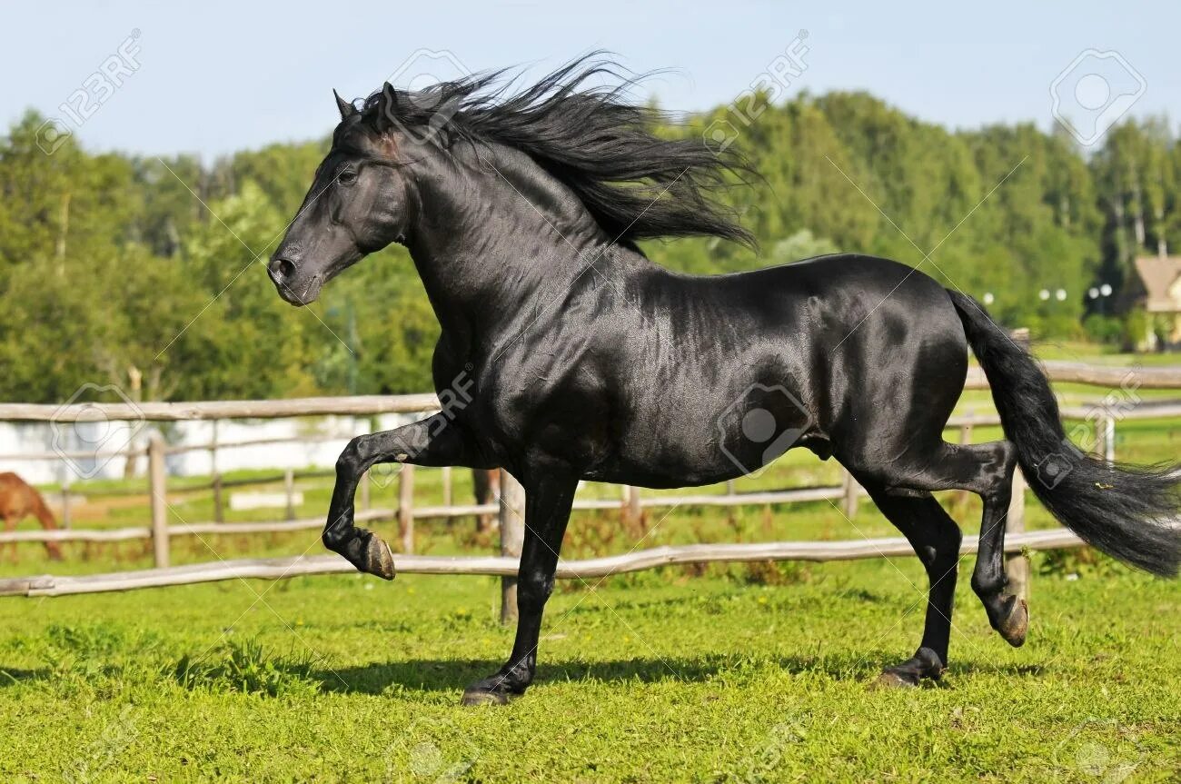 Андалузская лошадь Идальго. Фризская лошадь Рысь. Андалузская жеребец белый. Андалузская лошадь черная.