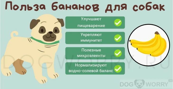 Можно ли собакам давать грушу. Собака с бананом. собаком можгл банан. можно давать собакам бананы. можно ли щенкам банан.
